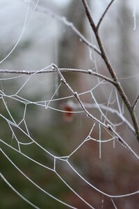 Winter frozen frost