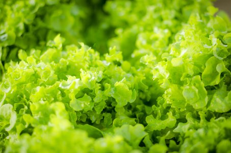 Organic food leaf photo
