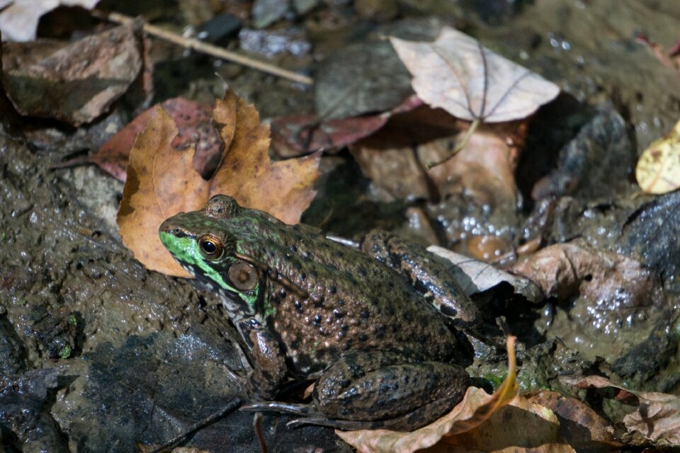 Amphibian animal common