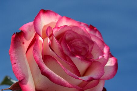 Bloom flower rose bloom