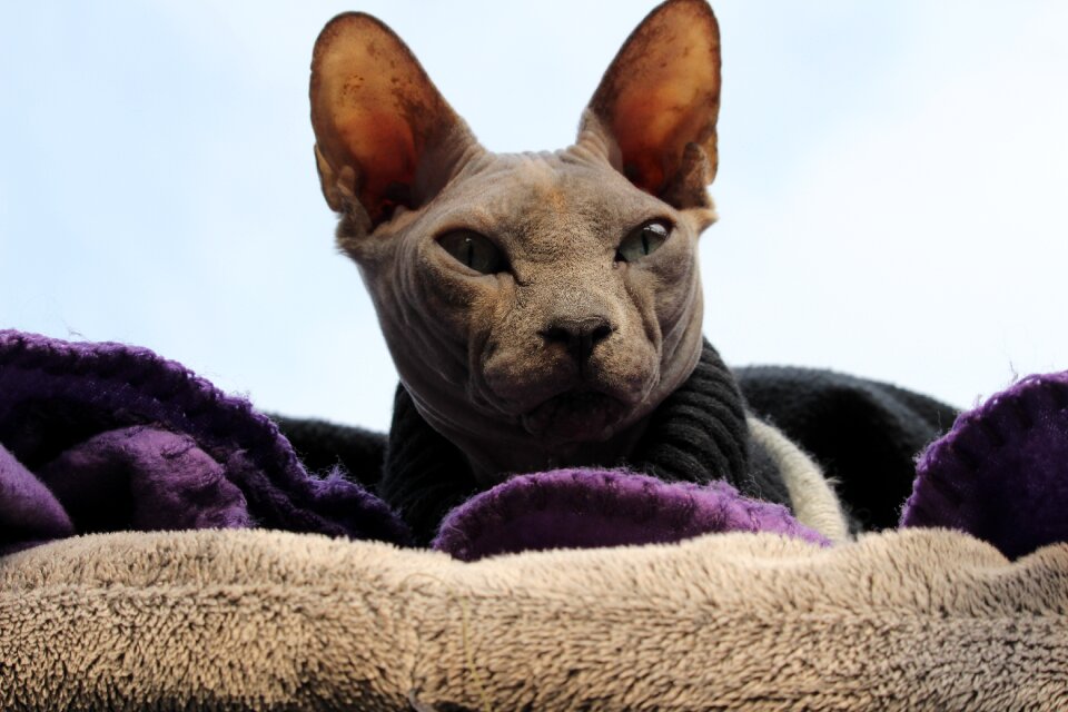 Cats sphynx naaktkat