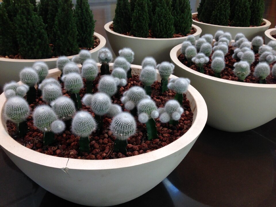 Usa plant