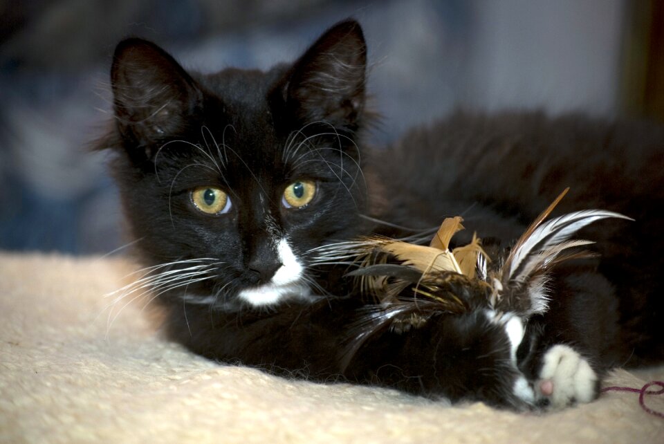 Norwegian cat kitten