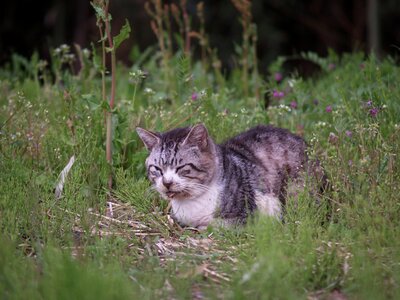 Wild cat skew spring photo