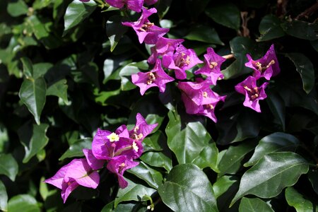 Flowers plants trees