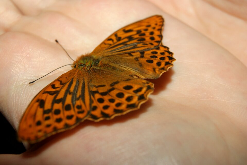 Butterfly palm insect