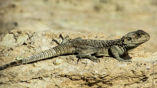 Reptile fauna animal