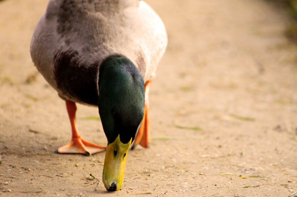 Eat wild ducks birds