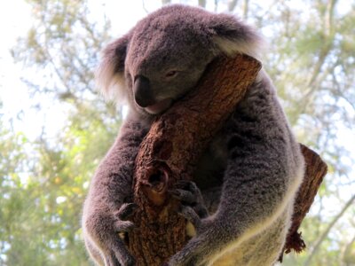 Marsupial sleepy koala pouched mammal australia photo