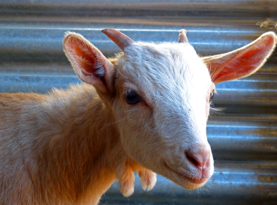 Breeding i borreguito horns