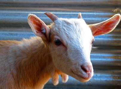 Breeding i borreguito horns