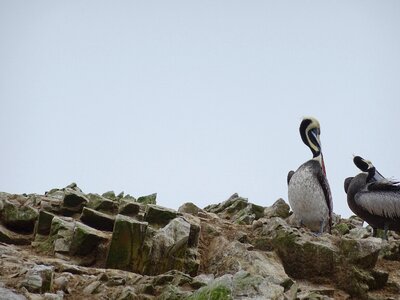 Pelicans ballestas islands peru