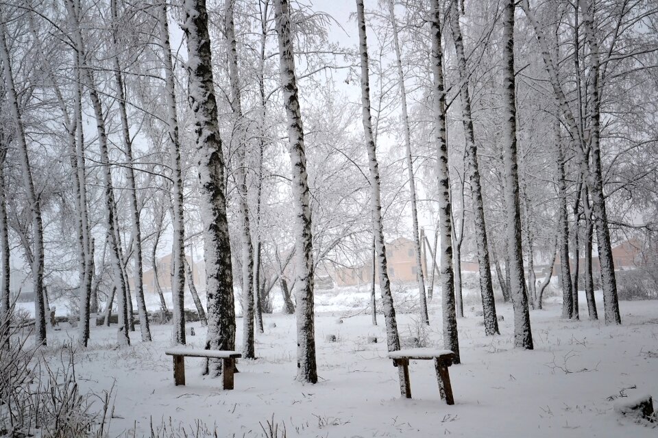 Winter birch snow