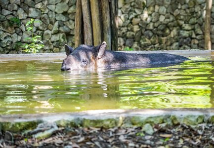 Swimming water nature