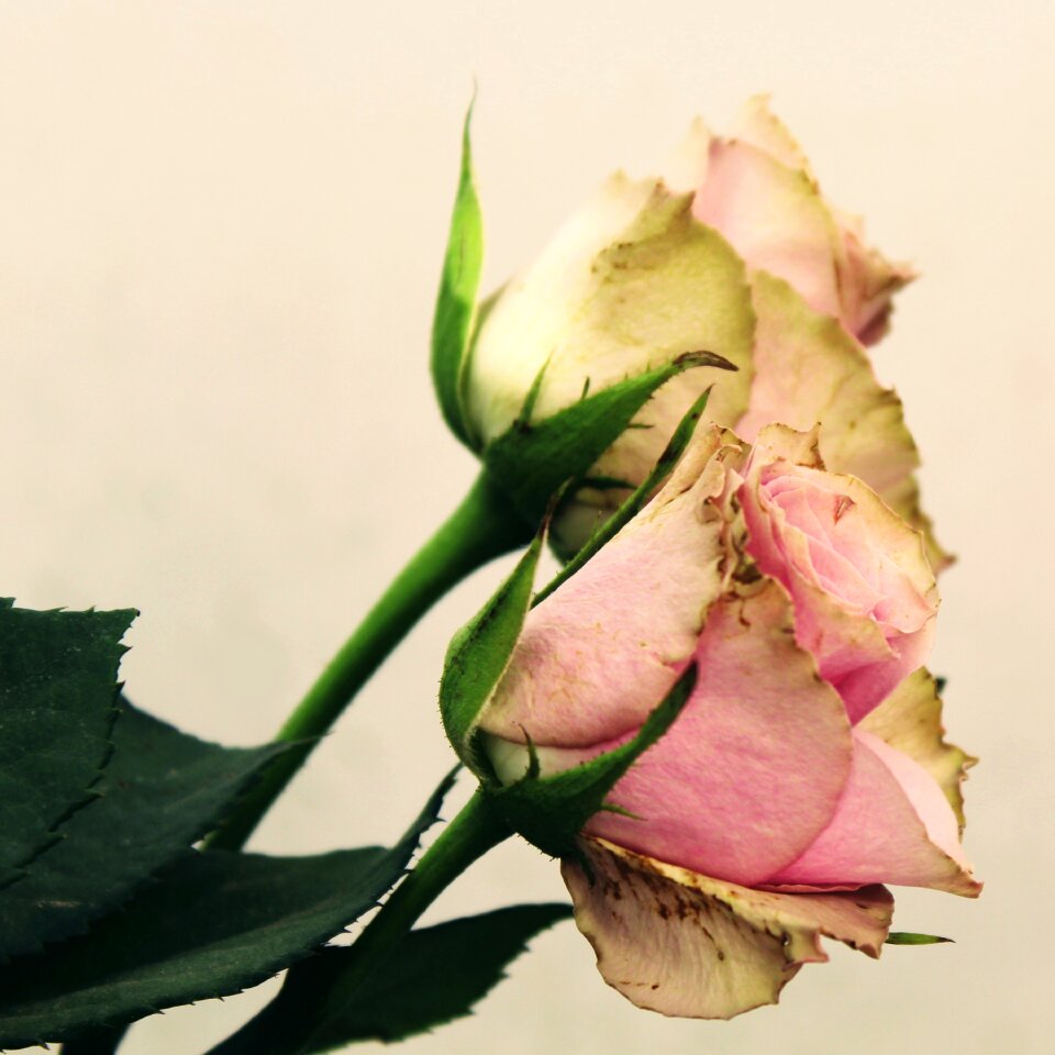 Pink rose blossom bloom