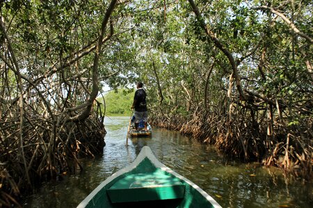 Caribbean green swamp