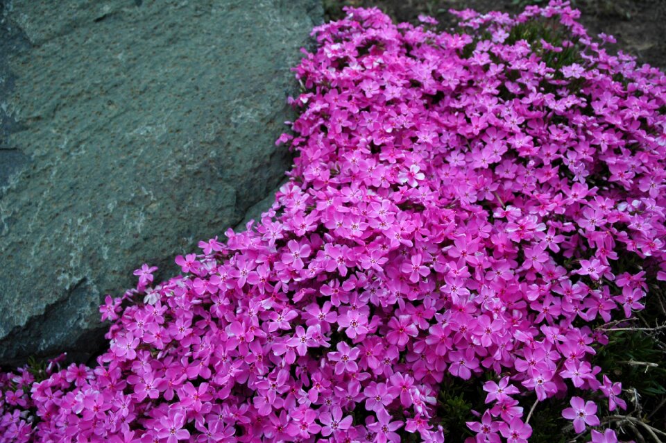 Gardening flower spring