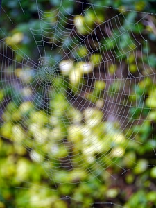 Nature web spiderweb
