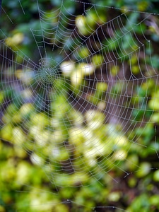 Nature web spiderweb photo