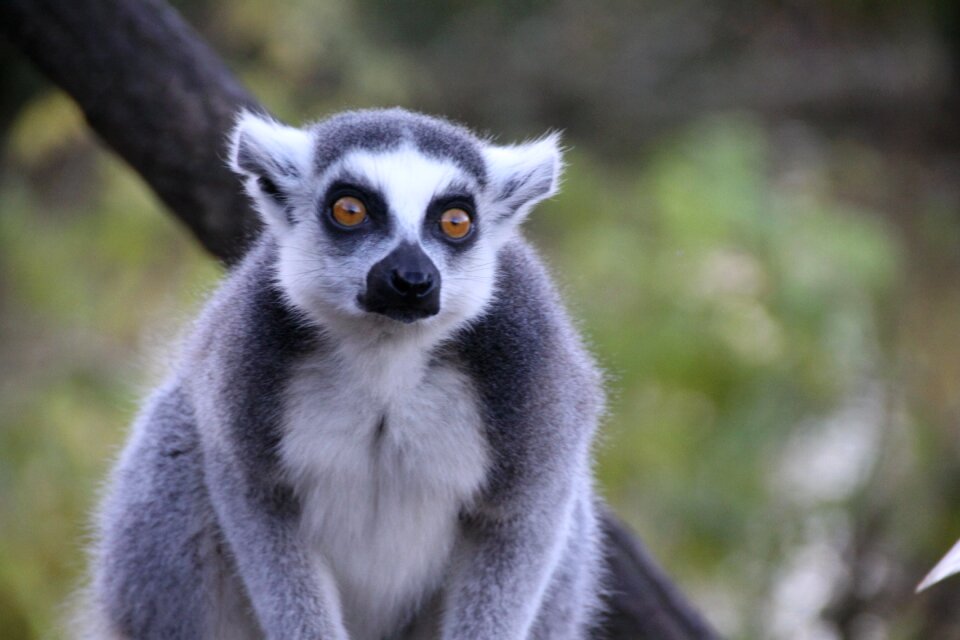 Animals lemur hair