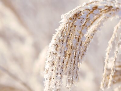 Wintry nature crystal