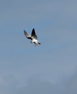 Black shouldered kite hunting