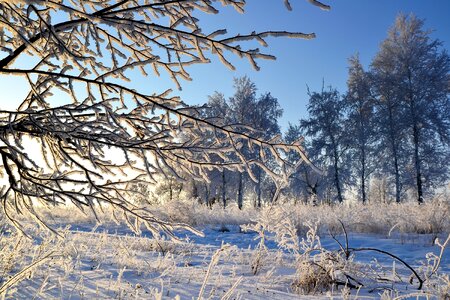 Branch leann frost photo
