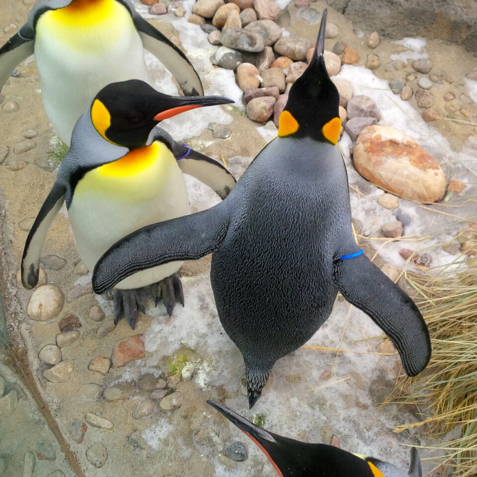 Group birds