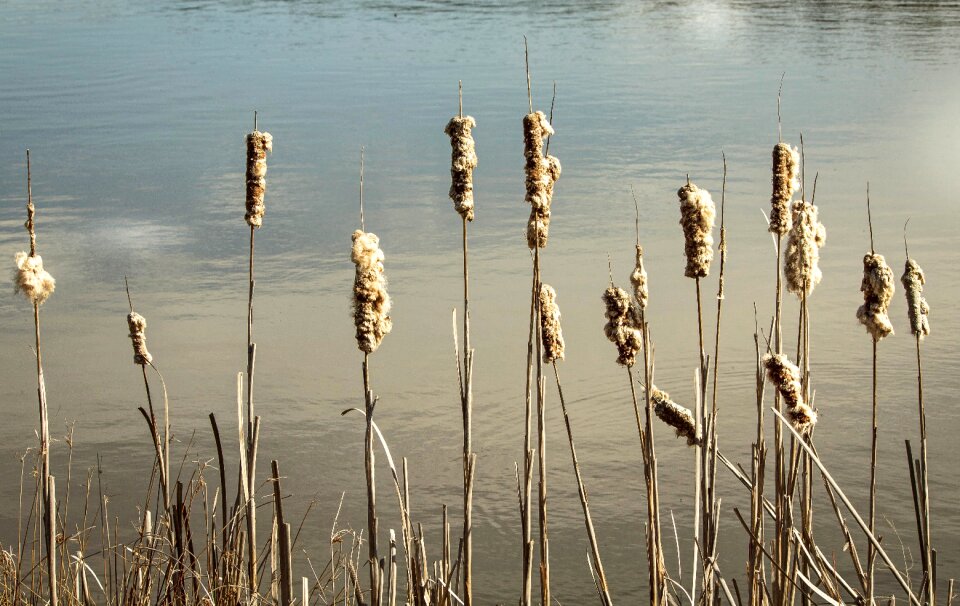Punks cattail seeds cattail caterpillar moth