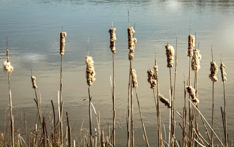 Punks cattail seeds cattail caterpillar moth