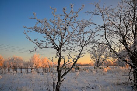 Rime tree fence