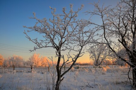 Rime tree fence photo