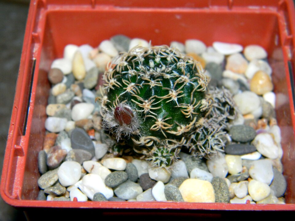 Plant home flower in a pot