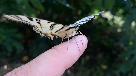 Insect flying insects spring