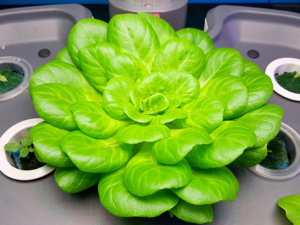 Green hydroponic plants hydroponic plant set up
