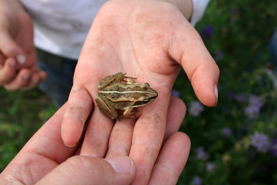 Home school amphibian holding
