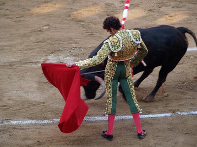 Jose tomas torero bulls photo