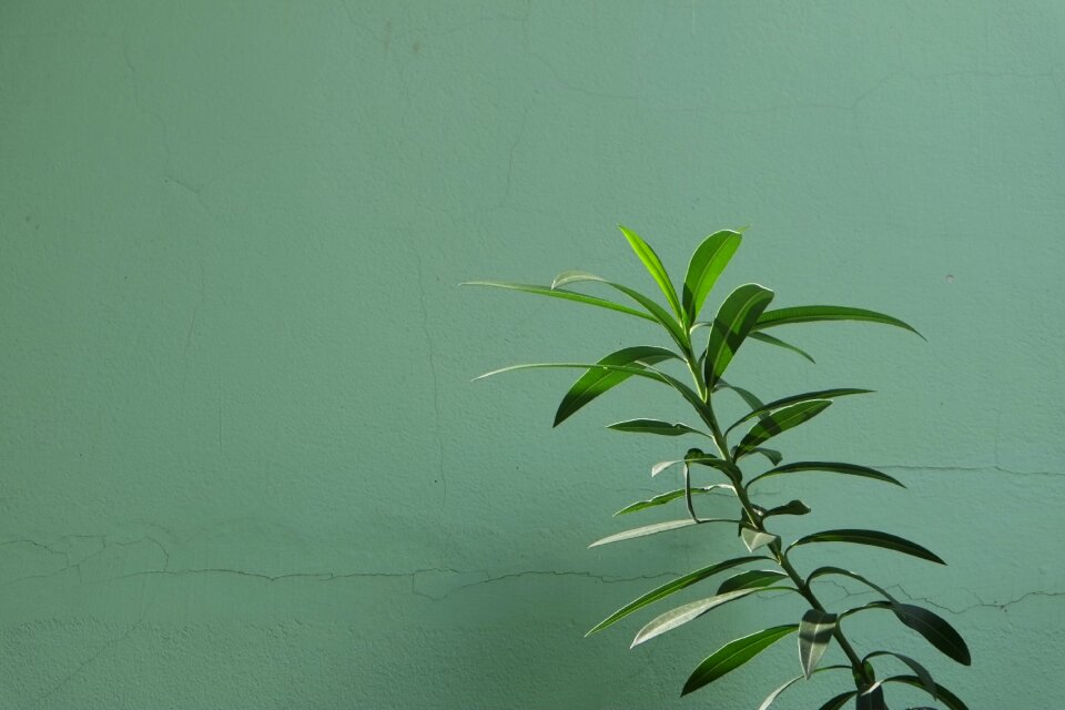 Garden growth grass