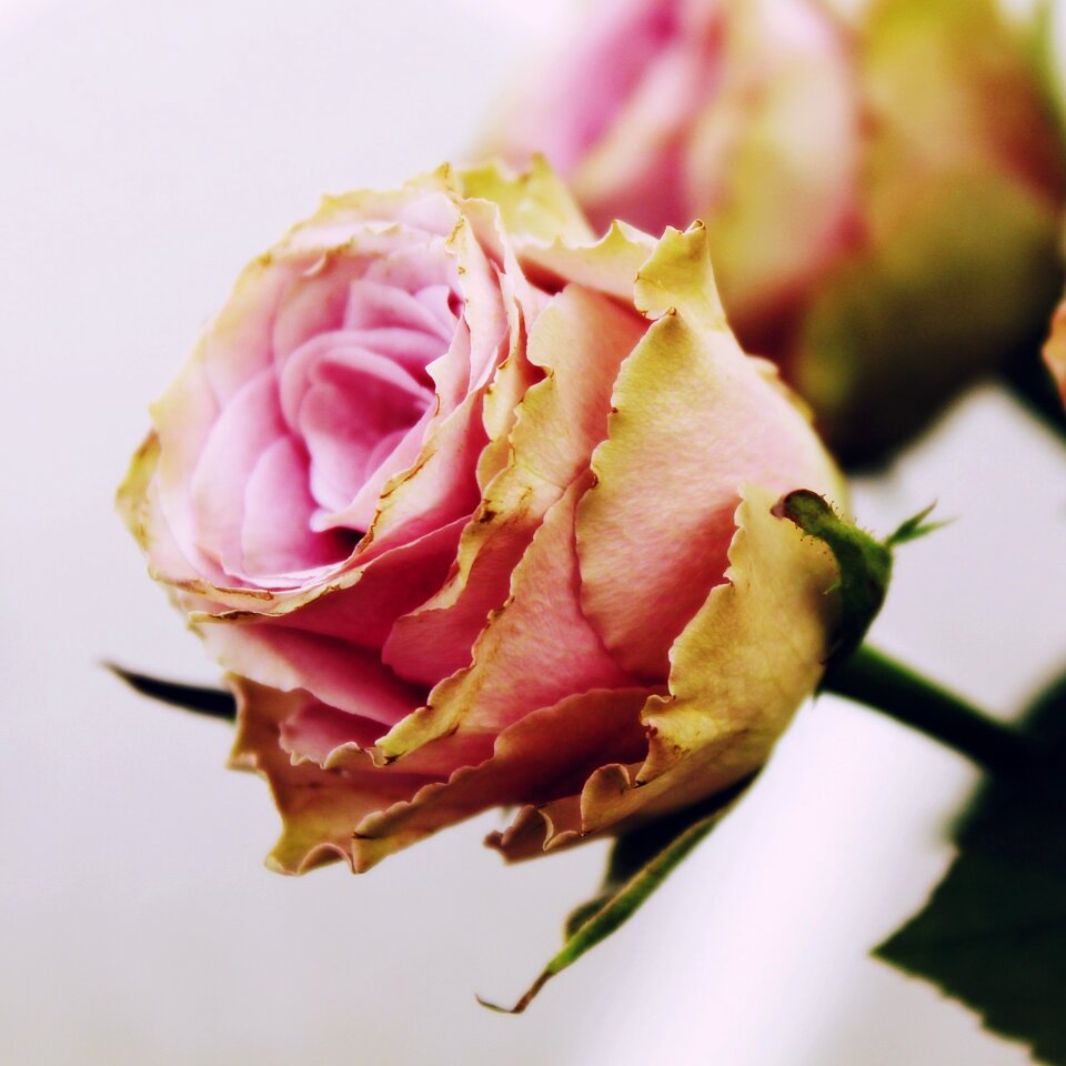 Pink rose blossom bloom