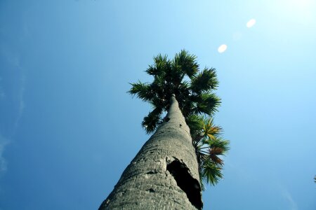 Tropical tall toddy