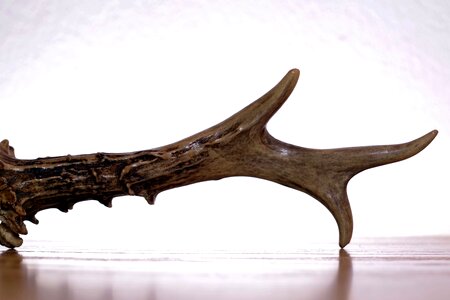 Hart bone trophy