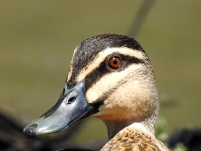 Animal wild lake photo