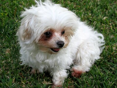 Puppy bitch nature