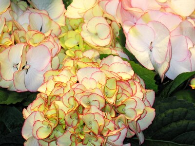 Green white garden