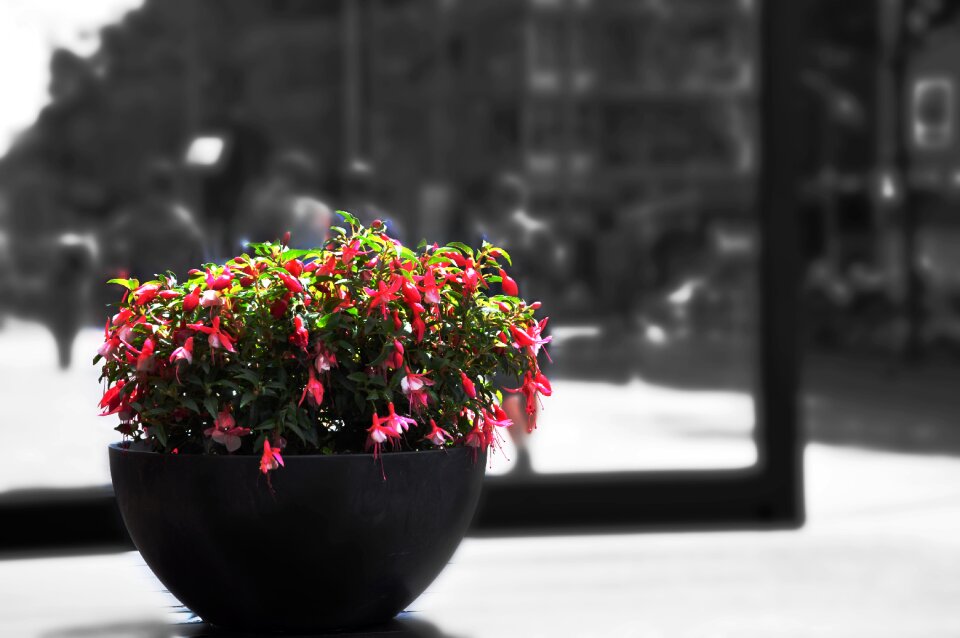 Blossom summer