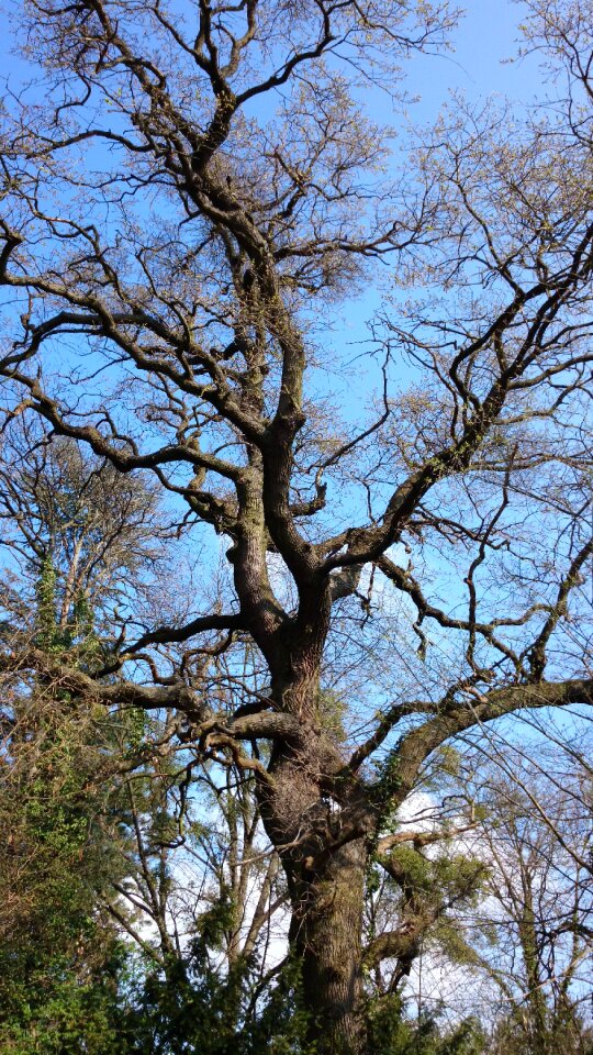 Nature branches log