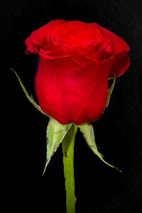 Rose flowers rossa