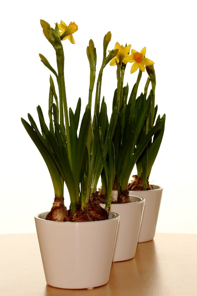Pan flowers narcis