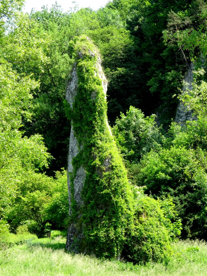 Deotymy needle landscape nature
