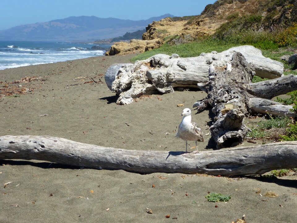 Coastal ocean drift wood